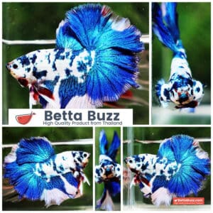 Betta fish OHM Prince Frozen Rose tail