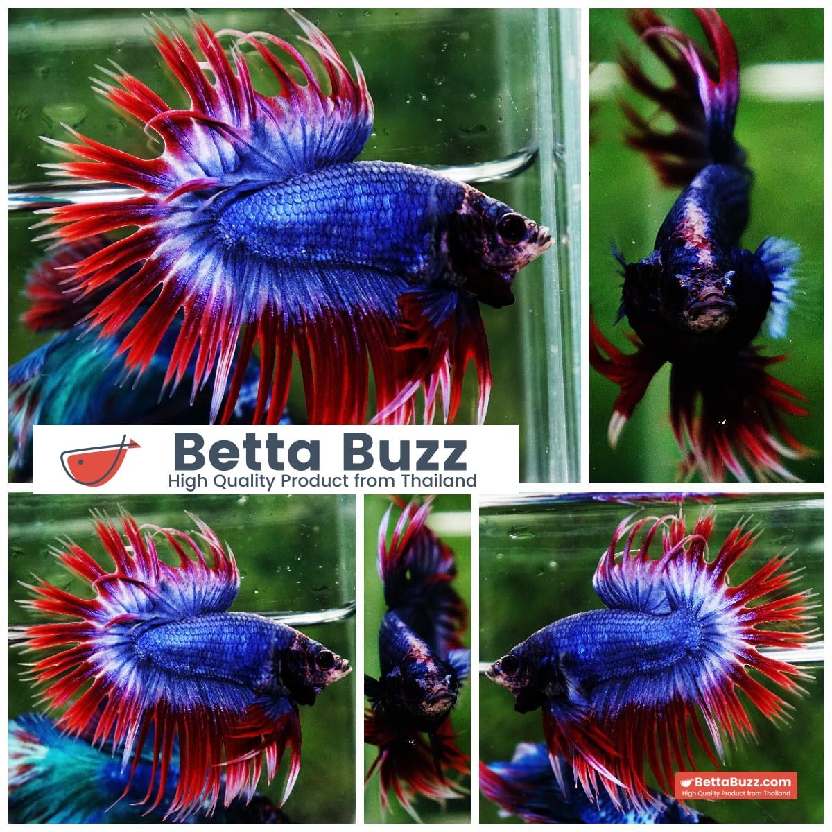Betta fish CT Thailand Flag Triple Rays