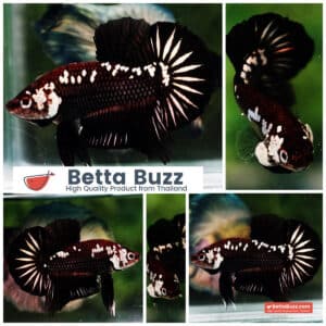 Betta fish HMPK Black Devil Samurai
