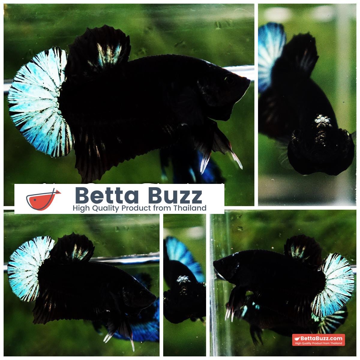 Betta fish HMPK Super Black Hold (Rare)