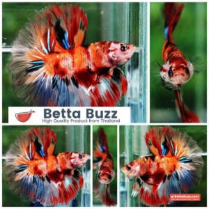 Betta fish OHM Nemo On Fire Sky Hawk