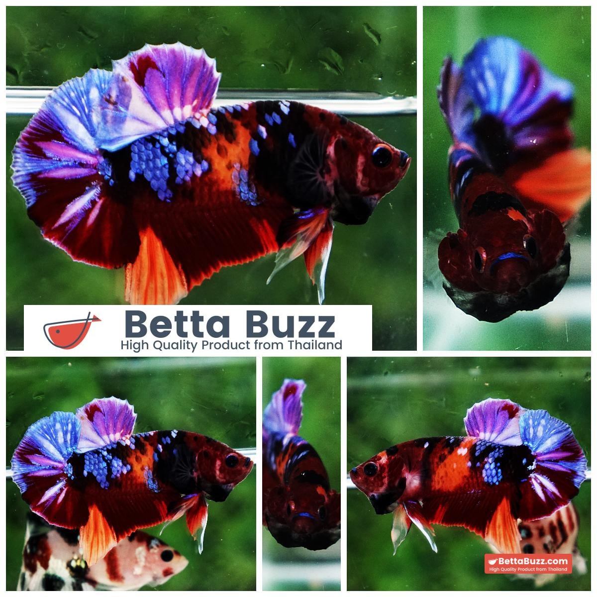 Betta fish HMPK Purple Emerald Candy Nemo