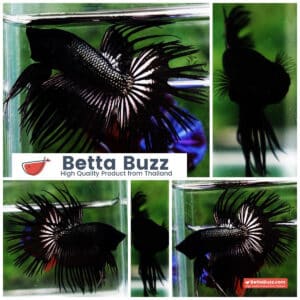 Betta fish CT Dark Black Orchid