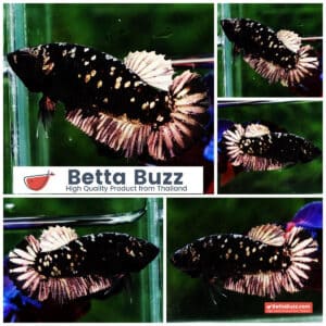 Betta fish HMPK Junior The Dark Nebula (Rare)