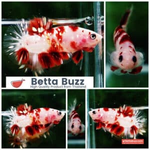 Betta fish HMPK Sparkle Santa Claus Copper Galaxy