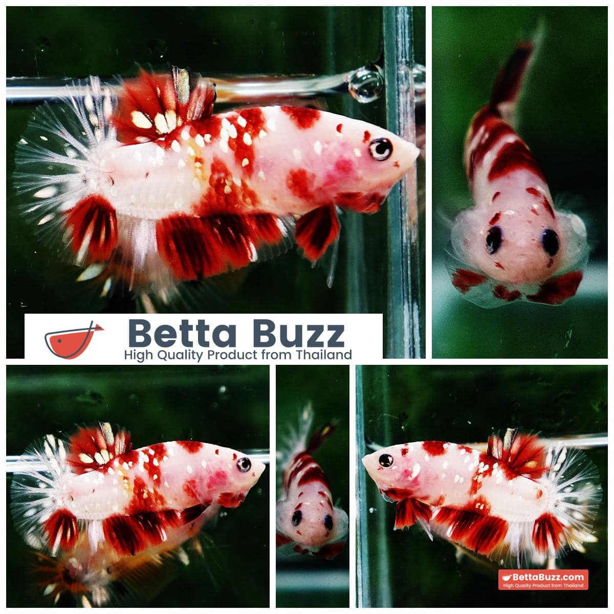 Betta fish HMPK Sparkle Santa Claus Copper Galaxy