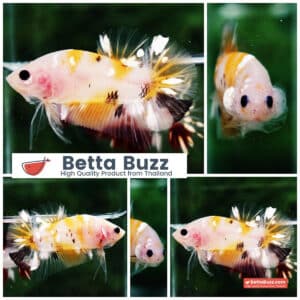 Betta fish HMPK Sparkle Yellow Phoenix Copper