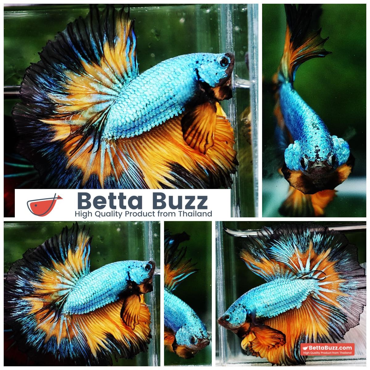 Betta fish OHM Alien Mustard Gas Butterfly