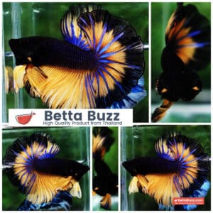 Betta fish OHM Black Pumpkin Butterfly Sky Hawk