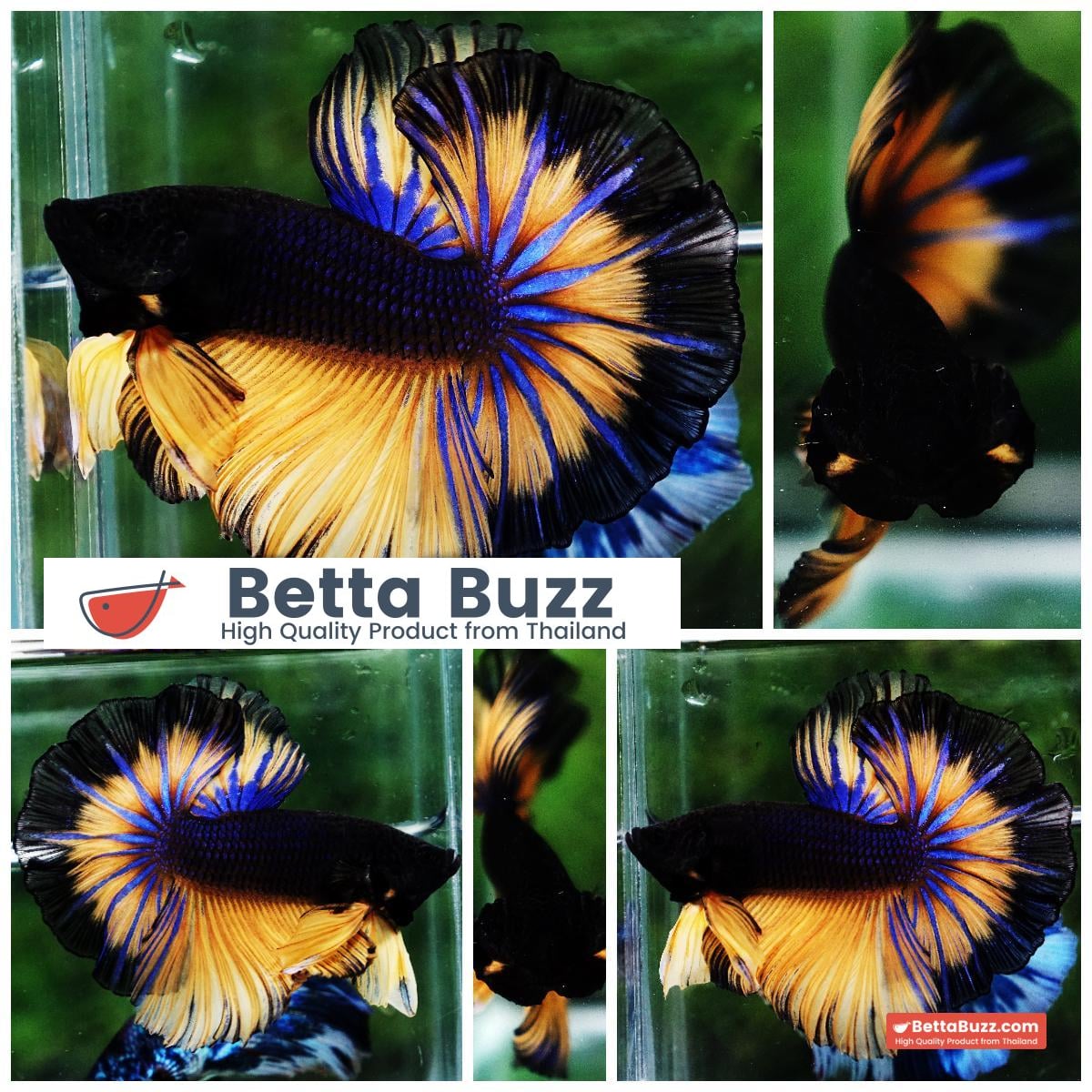 Betta fish OHM Black Pumpkin Butterfly Sky Hawk