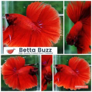 Betta fish HM Big Super Red