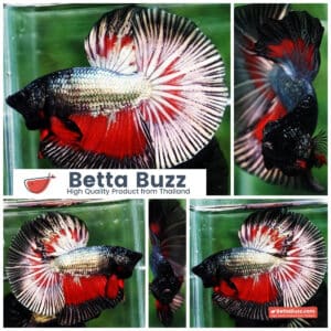 Betta fish HM Hell Copper Butterfly