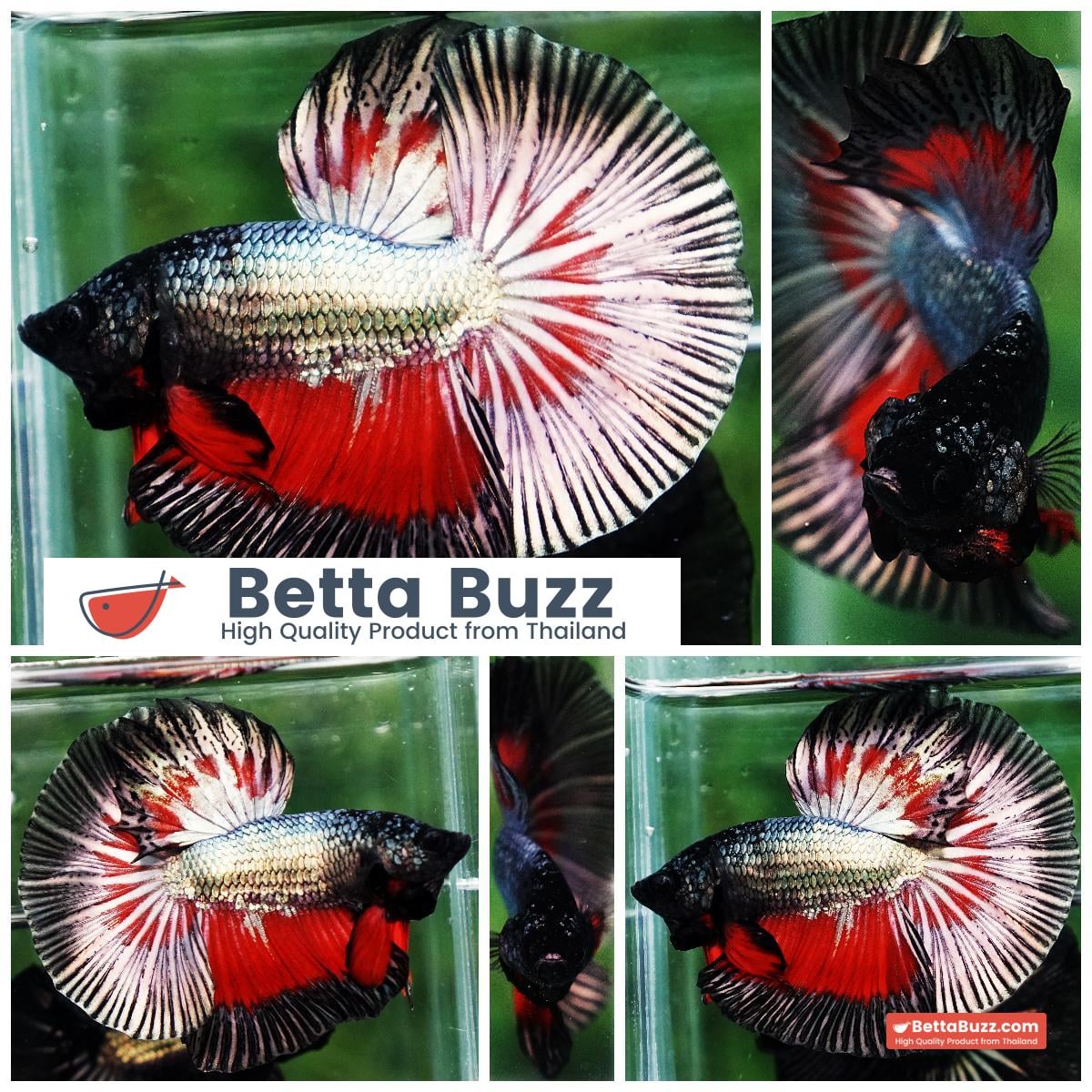 Betta fish HM Hell Copper Butterfly