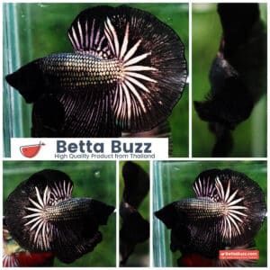 Betta fish OHM Black Copper Dragon