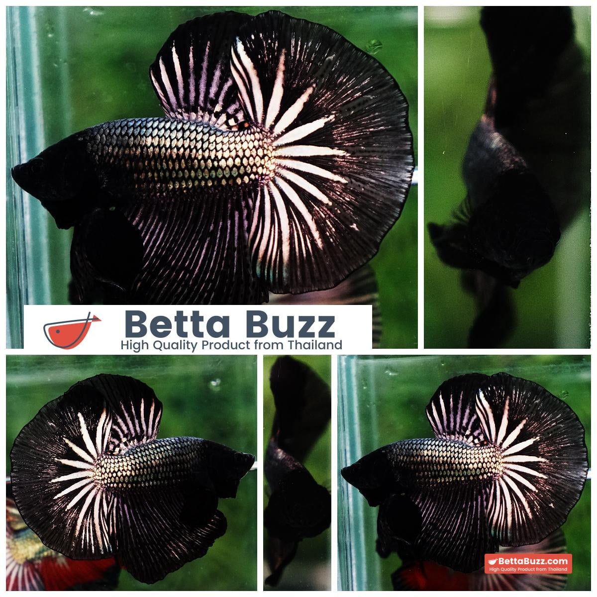 Betta fish OHM Black Copper Dragon