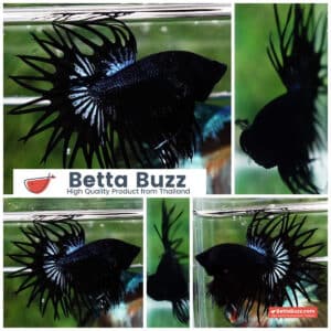 Betta fish CT King Dark Orchid