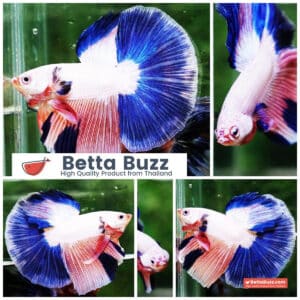 Betta fish HM Magical Pink Blue Marble