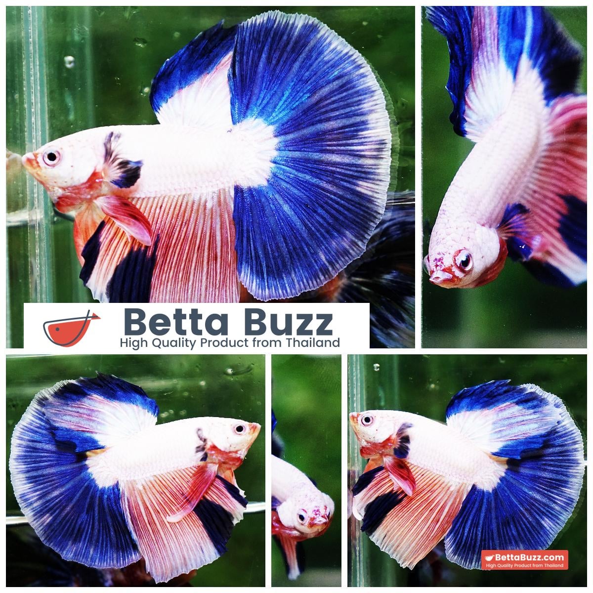 Betta fish HM Magical Pink Blue Marble