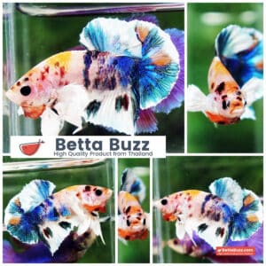 Betta fish HMPK Prince of Candy Yellow base Dumbo