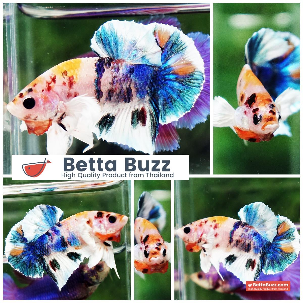 Betta fish HMPK Prince of Candy Yellow base Dumbo