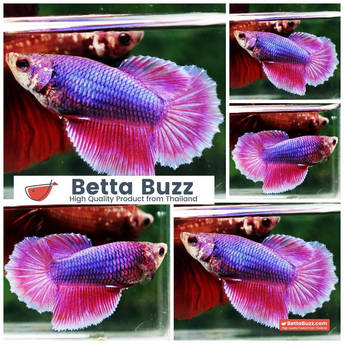 Betta fish Female HM Queen Royal Lavender Rosetail
