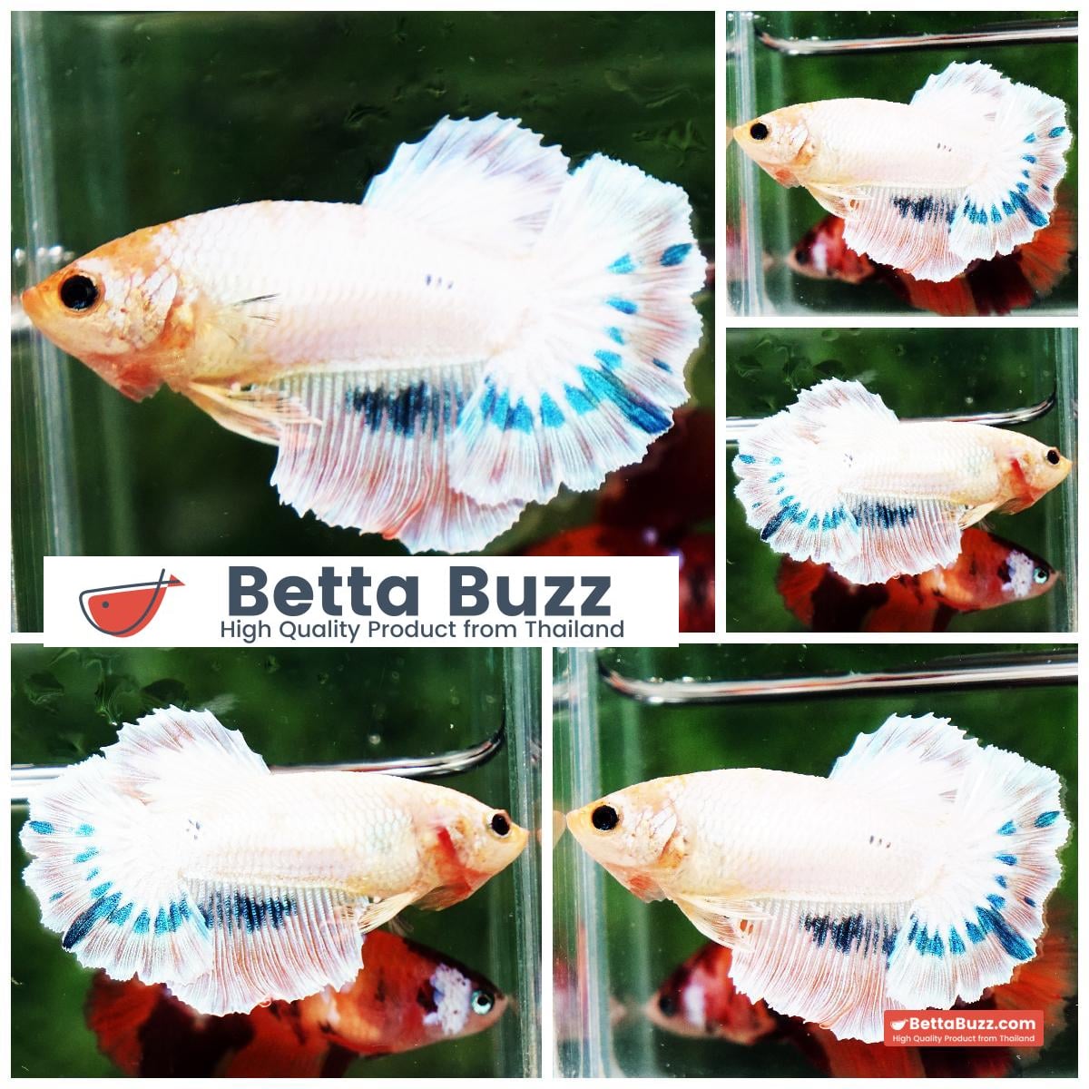 Betta fish Female HM Magical White Tricolors