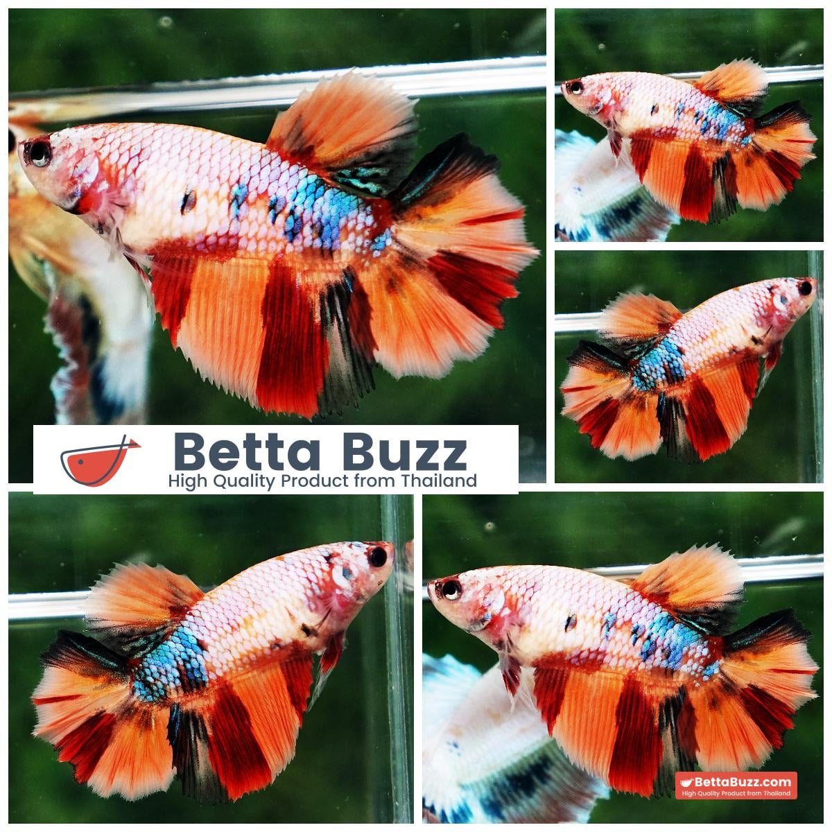 Betta fish Female HM Multicolor Candy Nemo