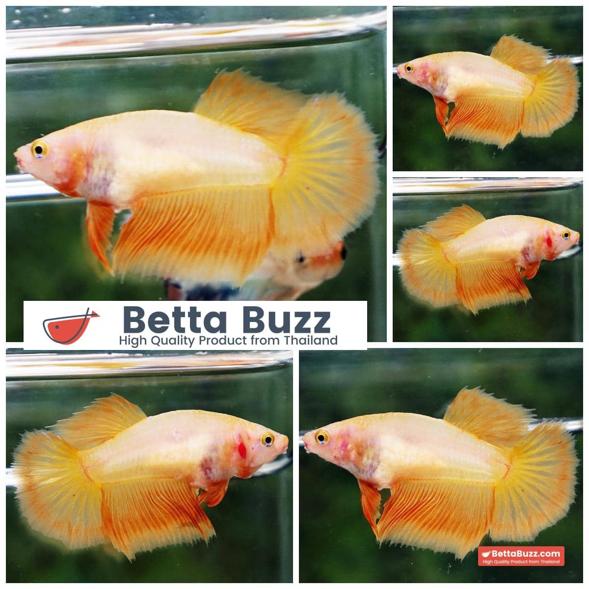 Betta fish Female HM Deep Clean Super Yellow Shark mouth