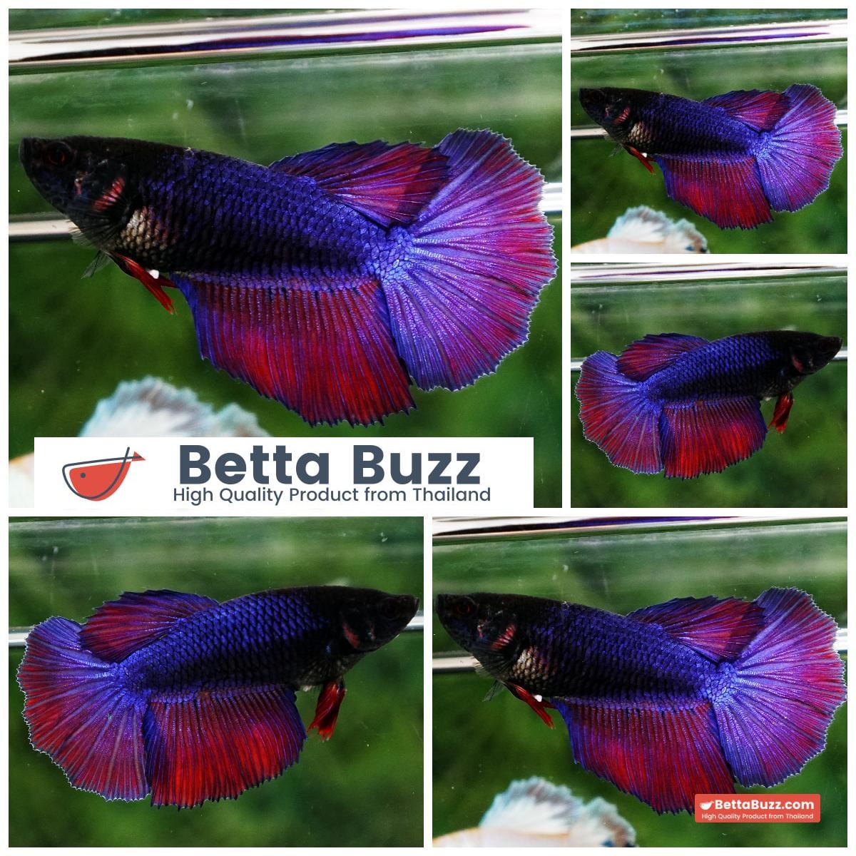 Betta fish Female HM Black Purple Lavender