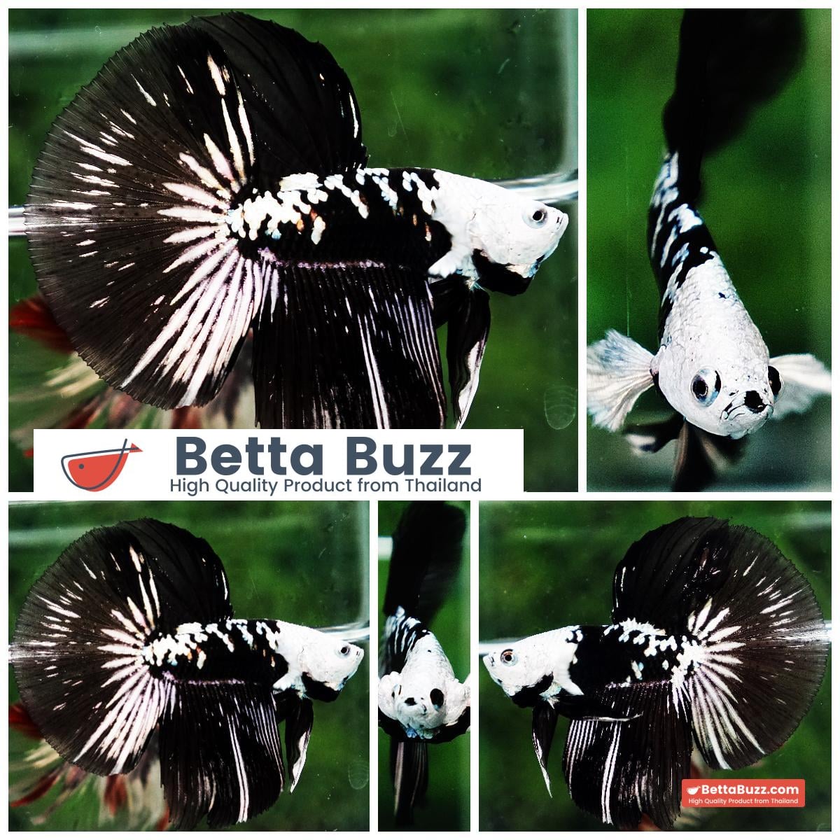 Betta fish HM Shadow Black Samurai Zombie Helmet (Rare)