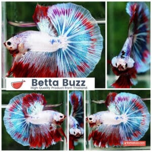 Betta fish OHM Fancy Captian America Sky Hawk