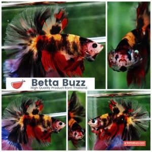 Betta fish OHM Tiger Black Nemo Sky Hawk