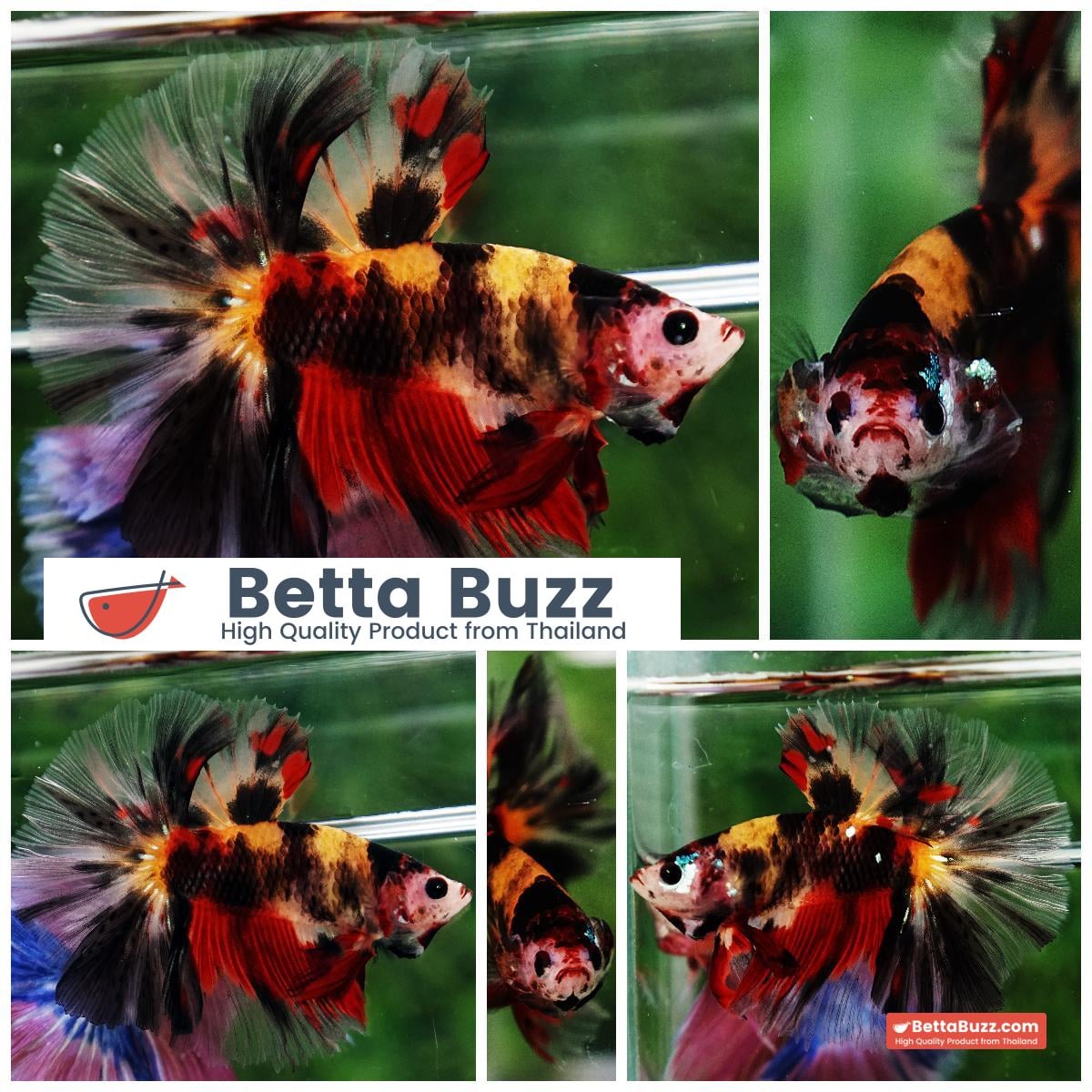 Betta fish OHM Tiger Black Nemo Sky Hawk