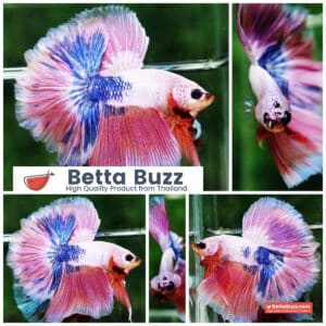 Betta fish OHM Magical Pink Blue Marble Rose tail