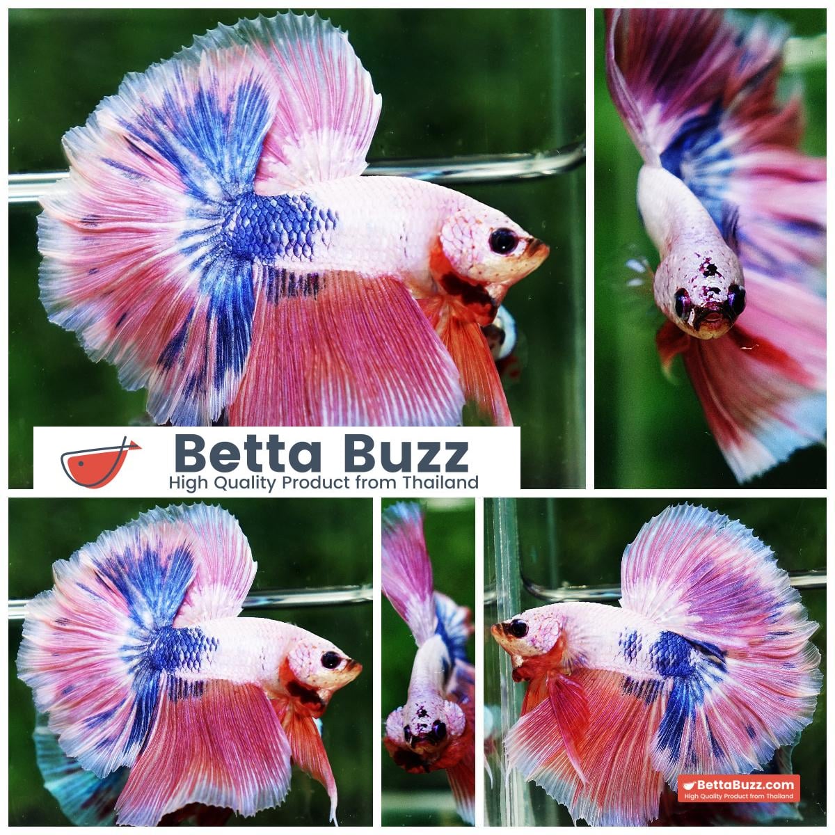 Betta fish OHM Magical Pink Blue Marble Rose tail
