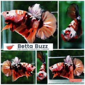 Betta fish HMPK Copper Nemo Tiger