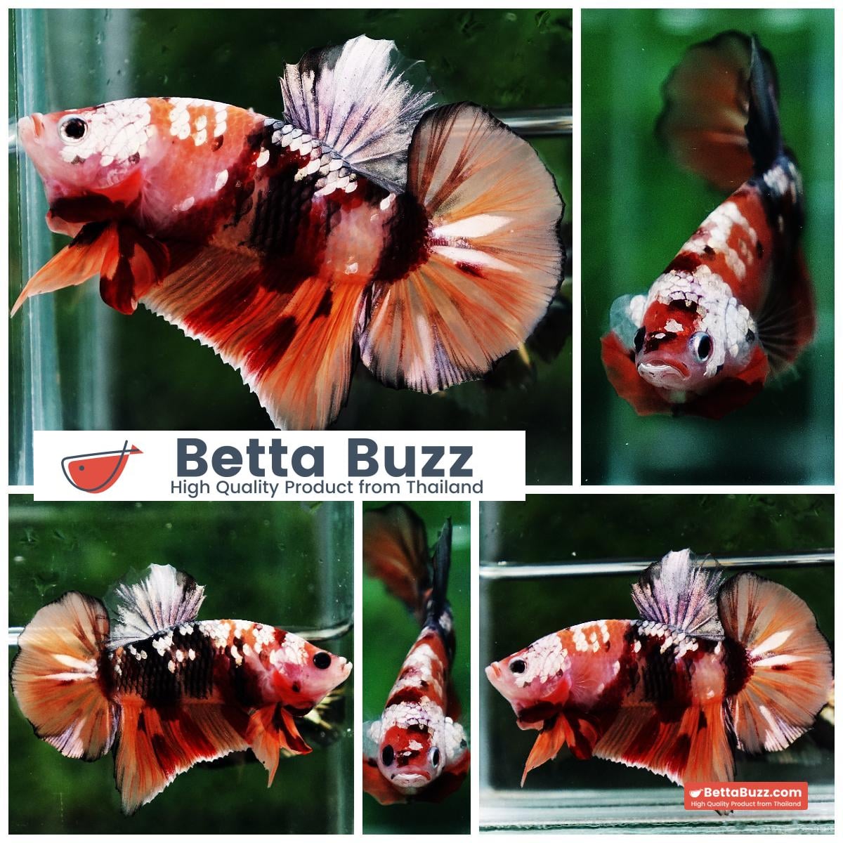 Betta fish HMPK Copper Nemo Tiger