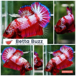 Betta fish HMPK Fancy Red Zebra (Rare)