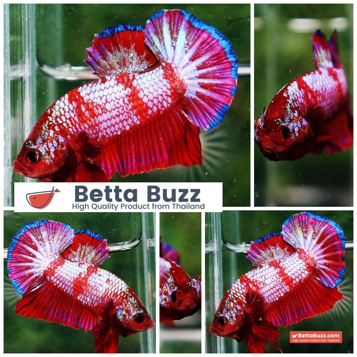 Betta fish HMPK Fancy Red Zebra (Rare)