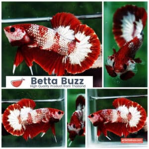 Betta fish OHMPK Sparkle Fancy Red Zebra (Ultra Rare)