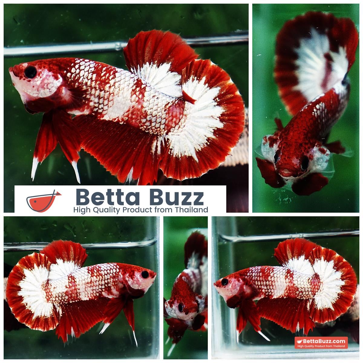 Betta fish OHMPK Sparkle Fancy Red Zebra (Ultra Rare)