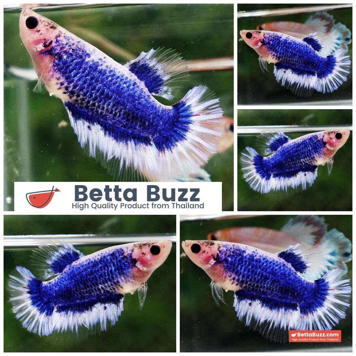 Betta fish Female HM Grizzle Blue Butterfly