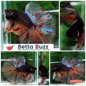Betta fish HM Big Dark Amageddon Meteor