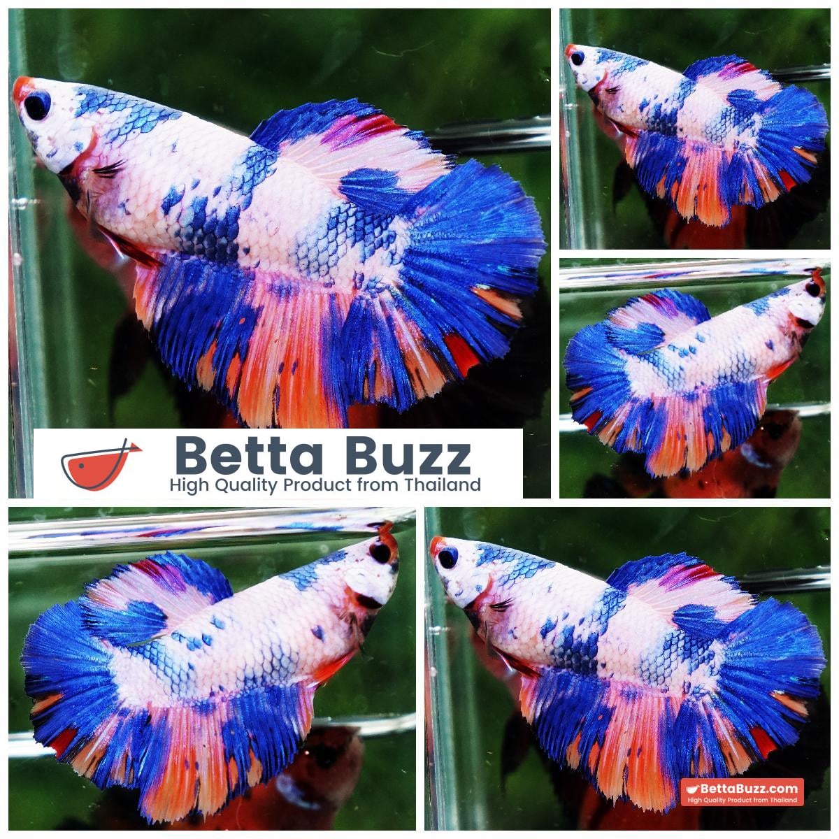 Betta Fish Queen Frozen Rainbow Seires Betta Buzz