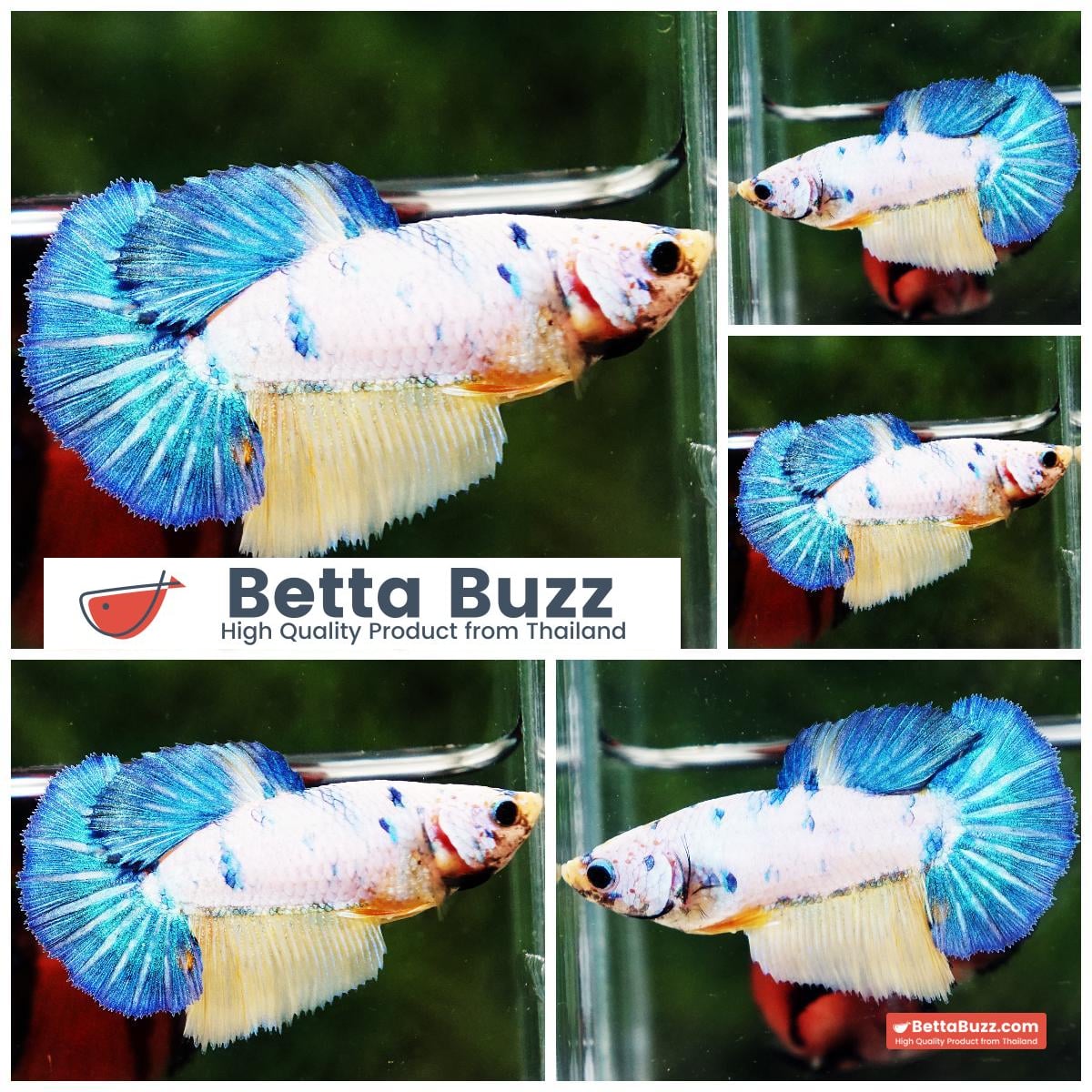 Betta fish Female HM Fancy Yellow & Blue Macaw