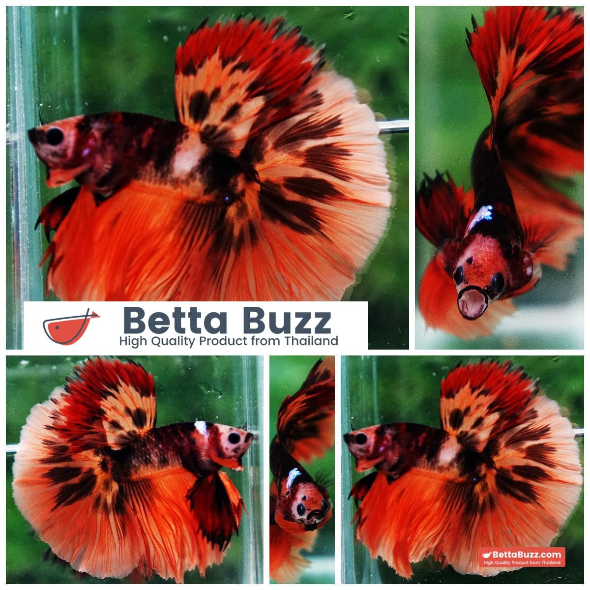 Betta fish HM Tiger Warrior