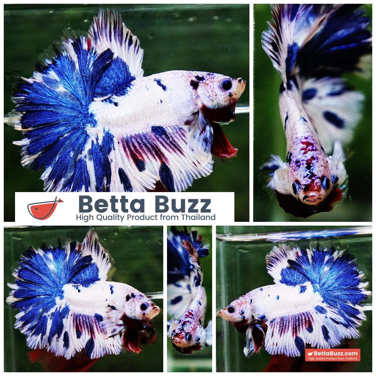 Betta fish OFT Fancy Marble Feather tail