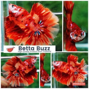 Betta fish HM Blaze Burn Phoenix