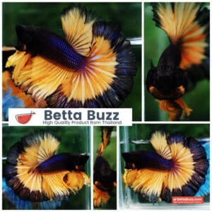 Betta fish OHM Halloween Pumpkins Black Ring Sky Hawk