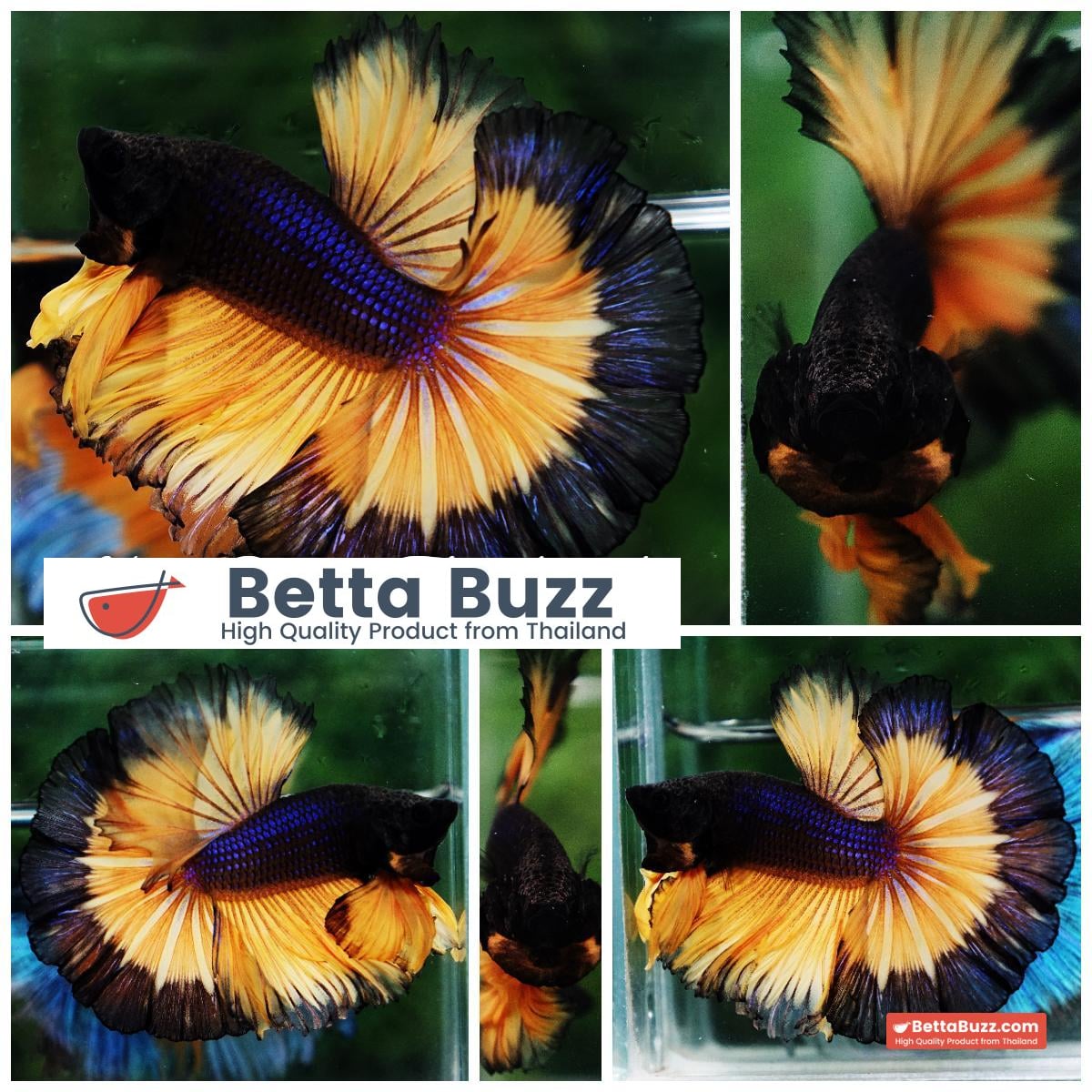 Betta fish OHM Halloween Pumpkins Black Ring Sky Hawk